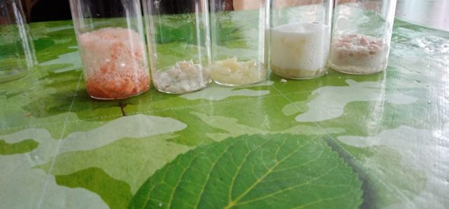Обучающиеся научились обнаруживать фермент каталазу в продуктах растительного и животного происхождения